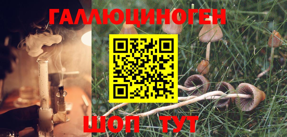 Галлюциногенные грибы Psilocybe Моршанск